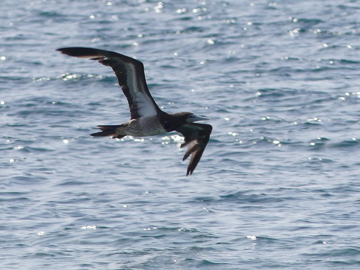 Brown Booby - ML451105201