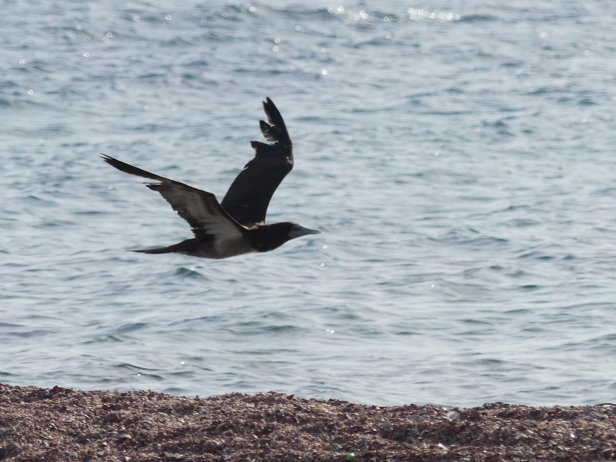 Brown Booby - ML451105211