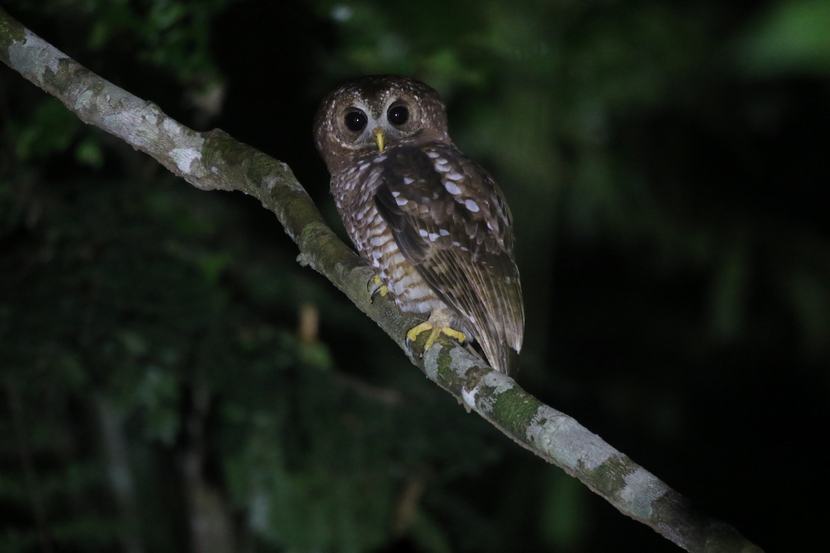 African Wood-Owl - ML451107071