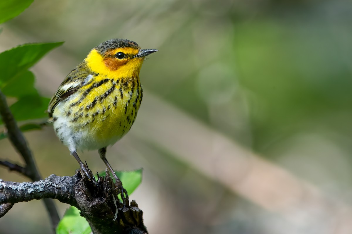 Cape May Warbler - ML451109281