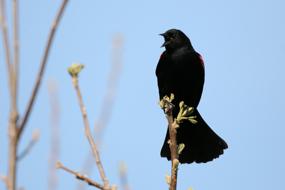 Red-winged Blackbird - ML451111341