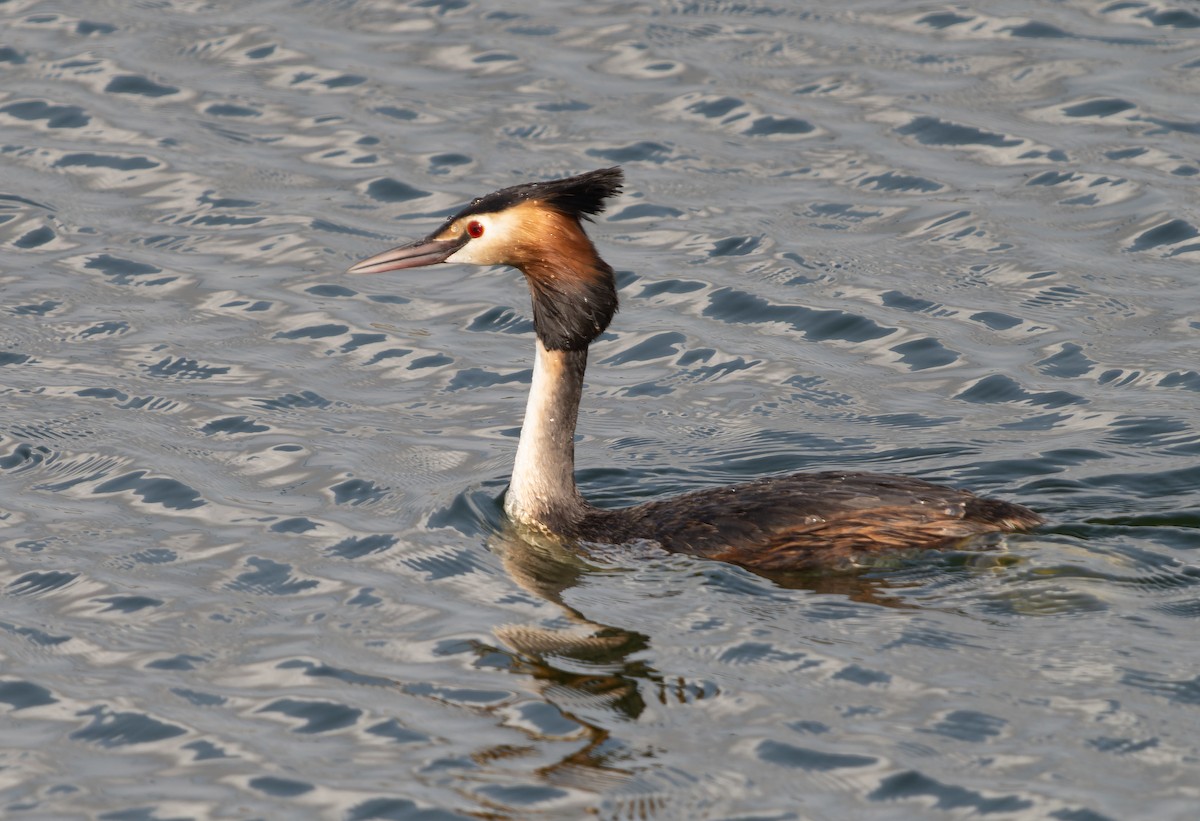 Great Crested Grebe - ML451119681