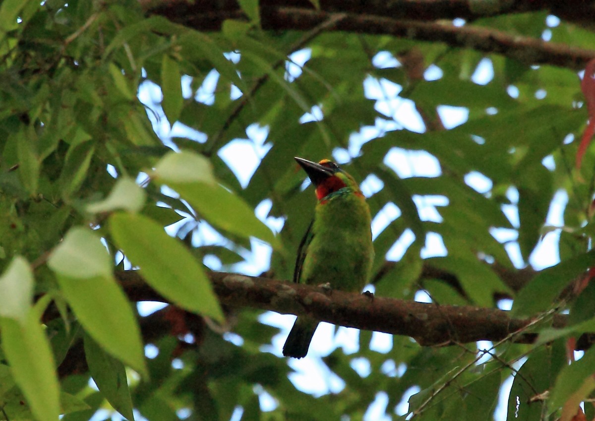 Red-throated Barbet - ML45112021