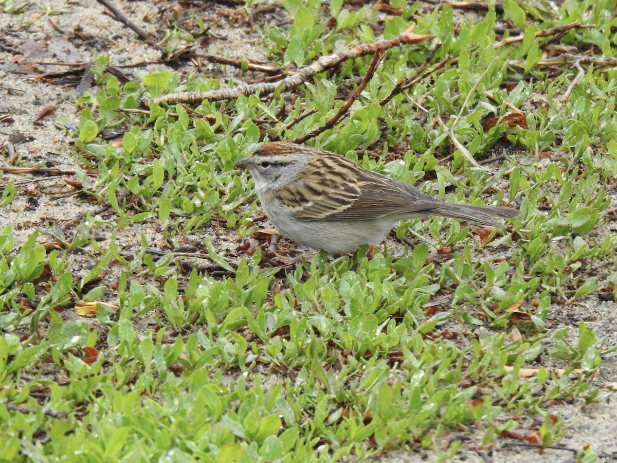 Chipping Sparrow - ML451120221