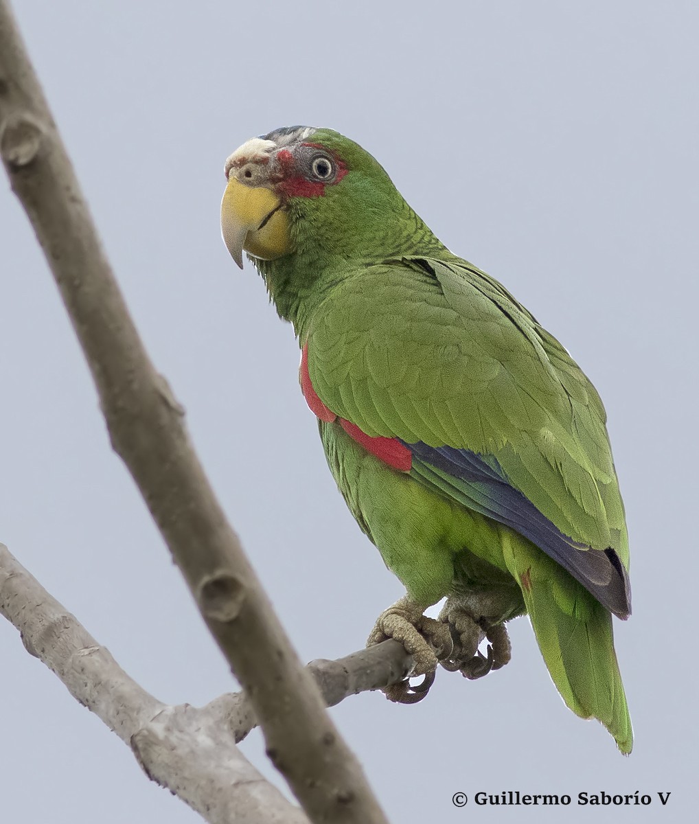 White-fronted Parrot - ML45113371