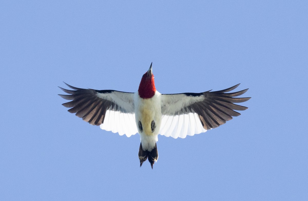 Red-headed Woodpecker - Ian Davies