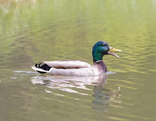 Mallard, ML451138241