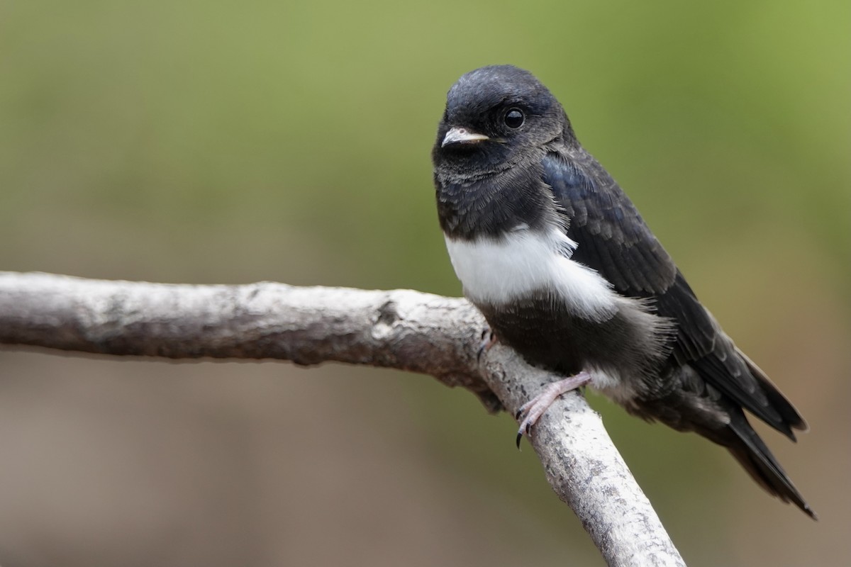 White-banded Swallow - ML451143561