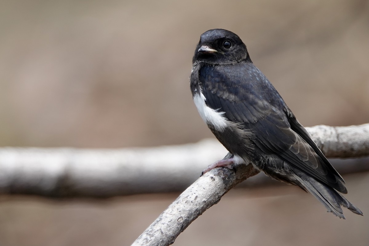 White-banded Swallow - ML451143571