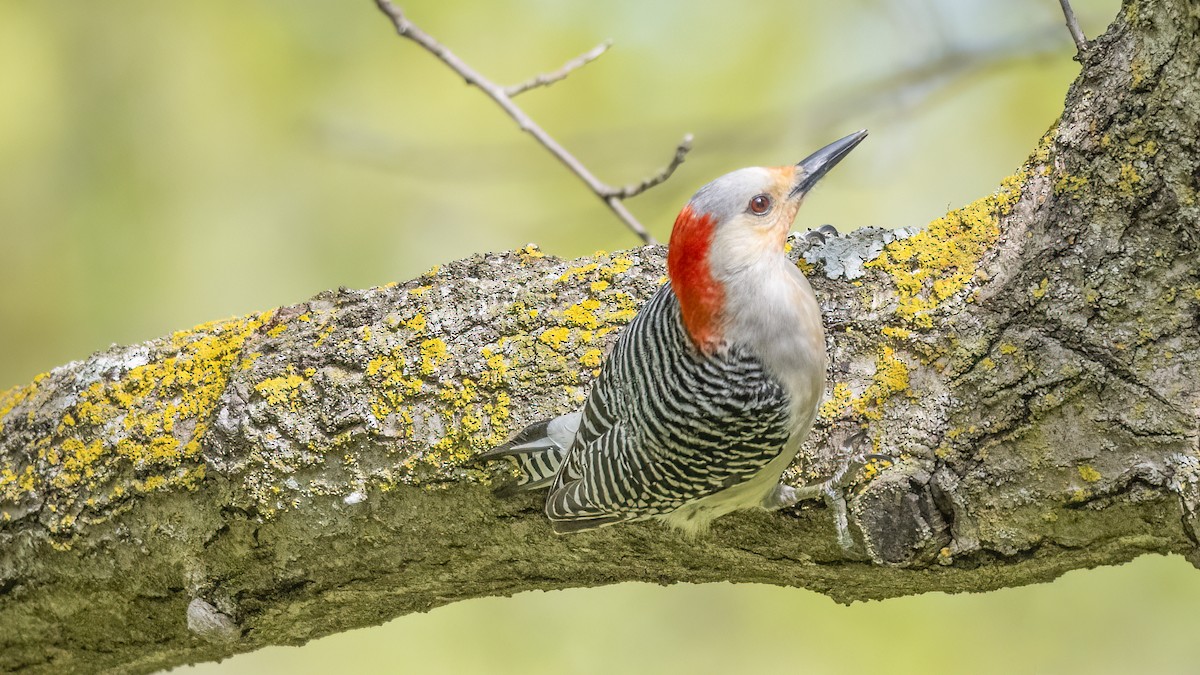 Red-bellied Woodpecker - Nina Hale
