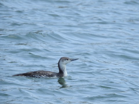 Red-throated Loon - Victoria  Sindlinger