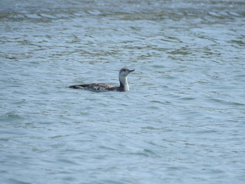 Red-throated Loon - Victoria  Sindlinger