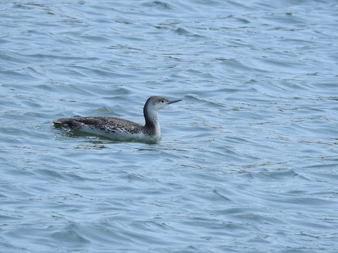 Red-throated Loon - Victoria  Sindlinger
