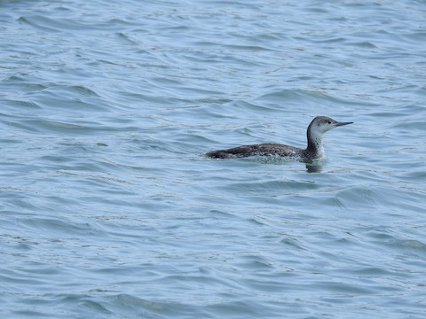 Red-throated Loon - Victoria  Sindlinger