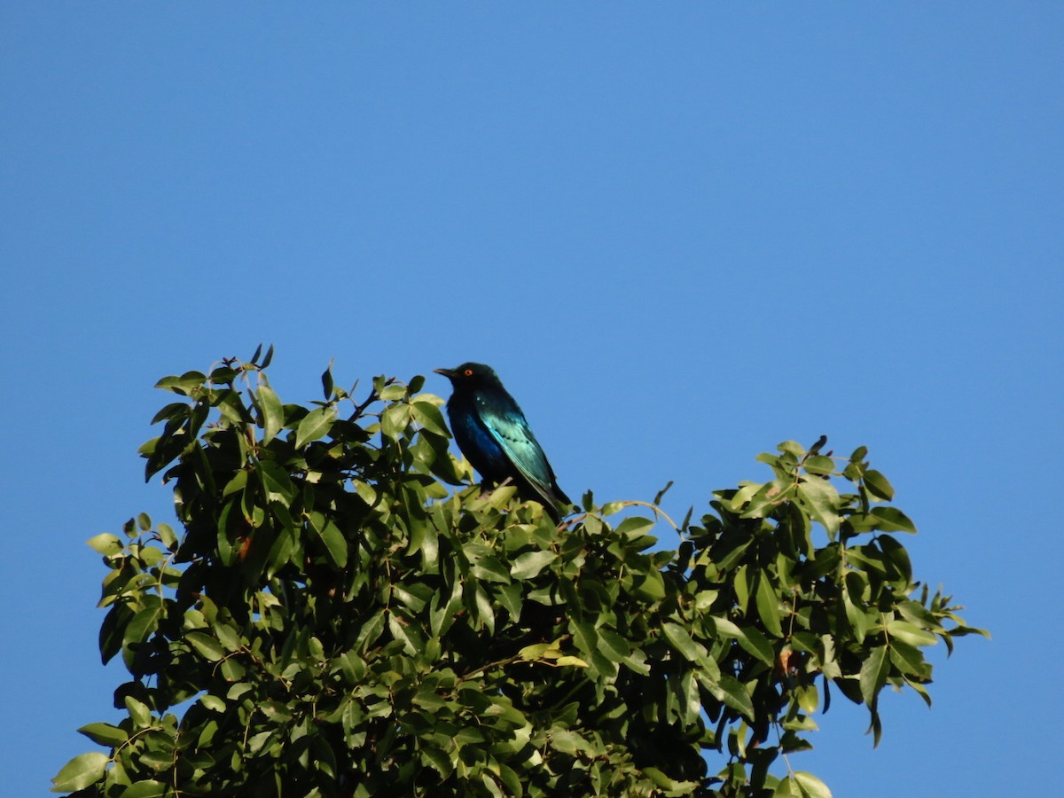Greater Blue-eared Starling - ML451155491