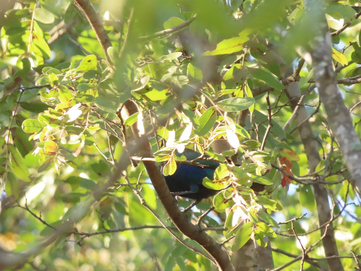 Greater Blue-eared Starling - Lloyd Nelson