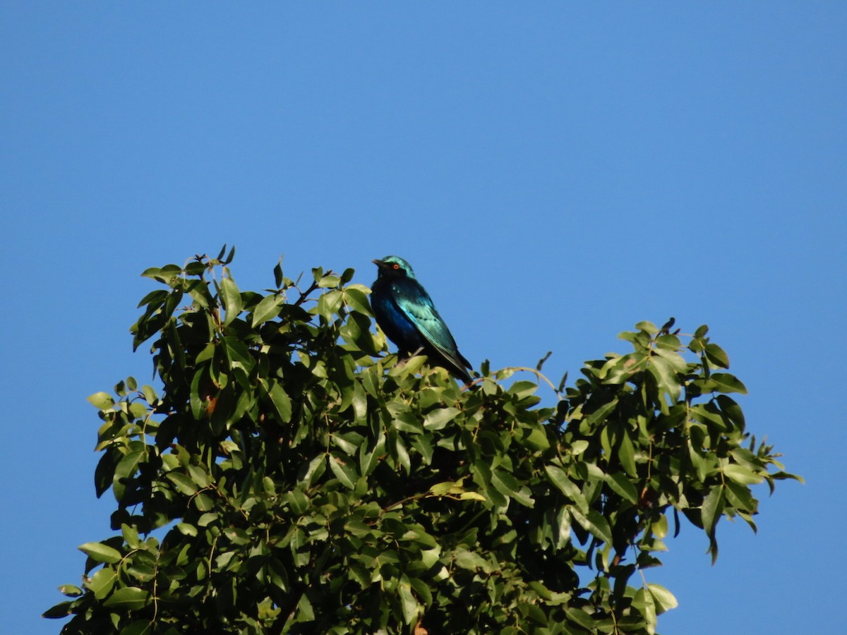 Greater Blue-eared Starling - ML451155541