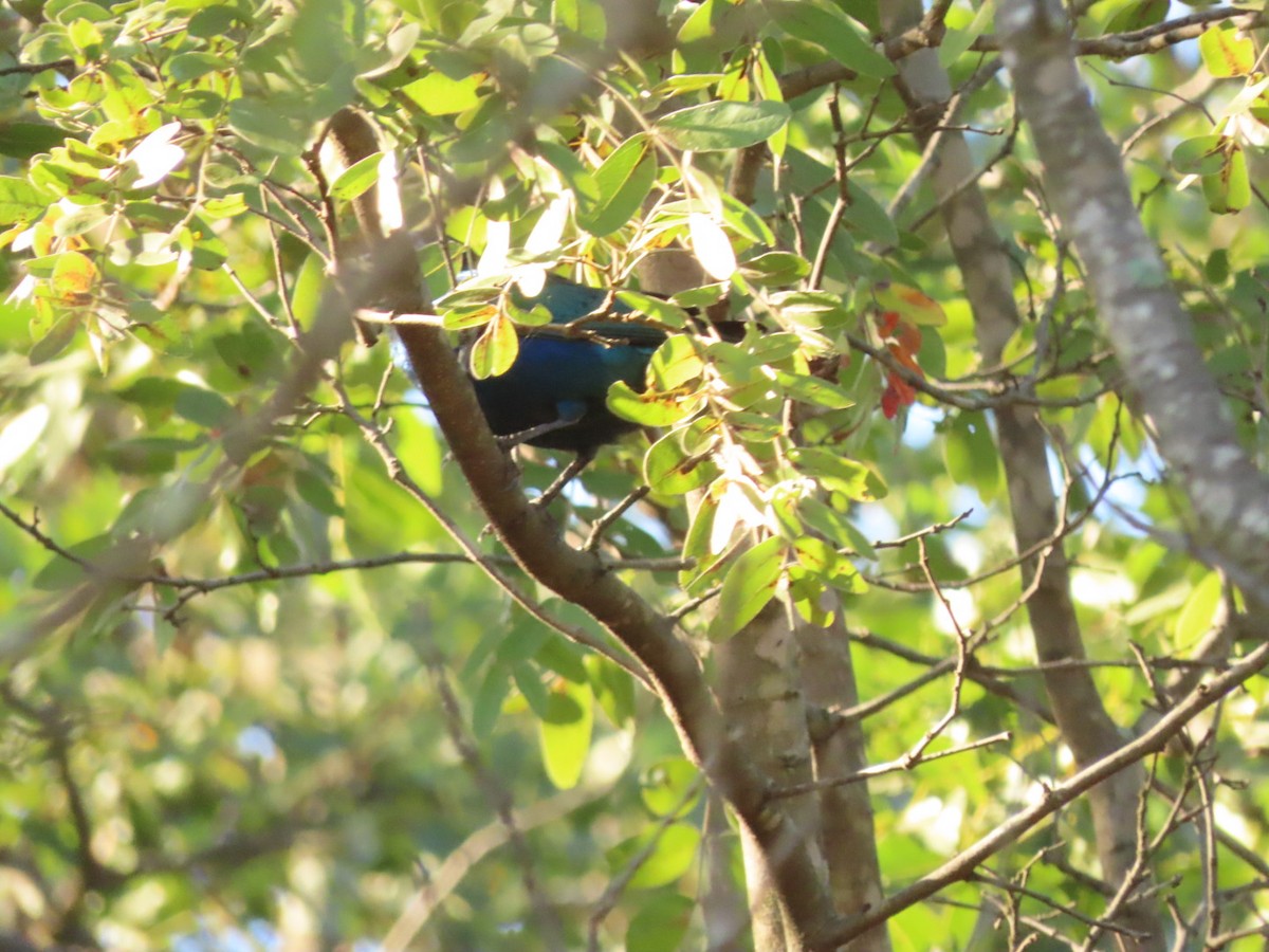 Greater Blue-eared Starling - ML451155581