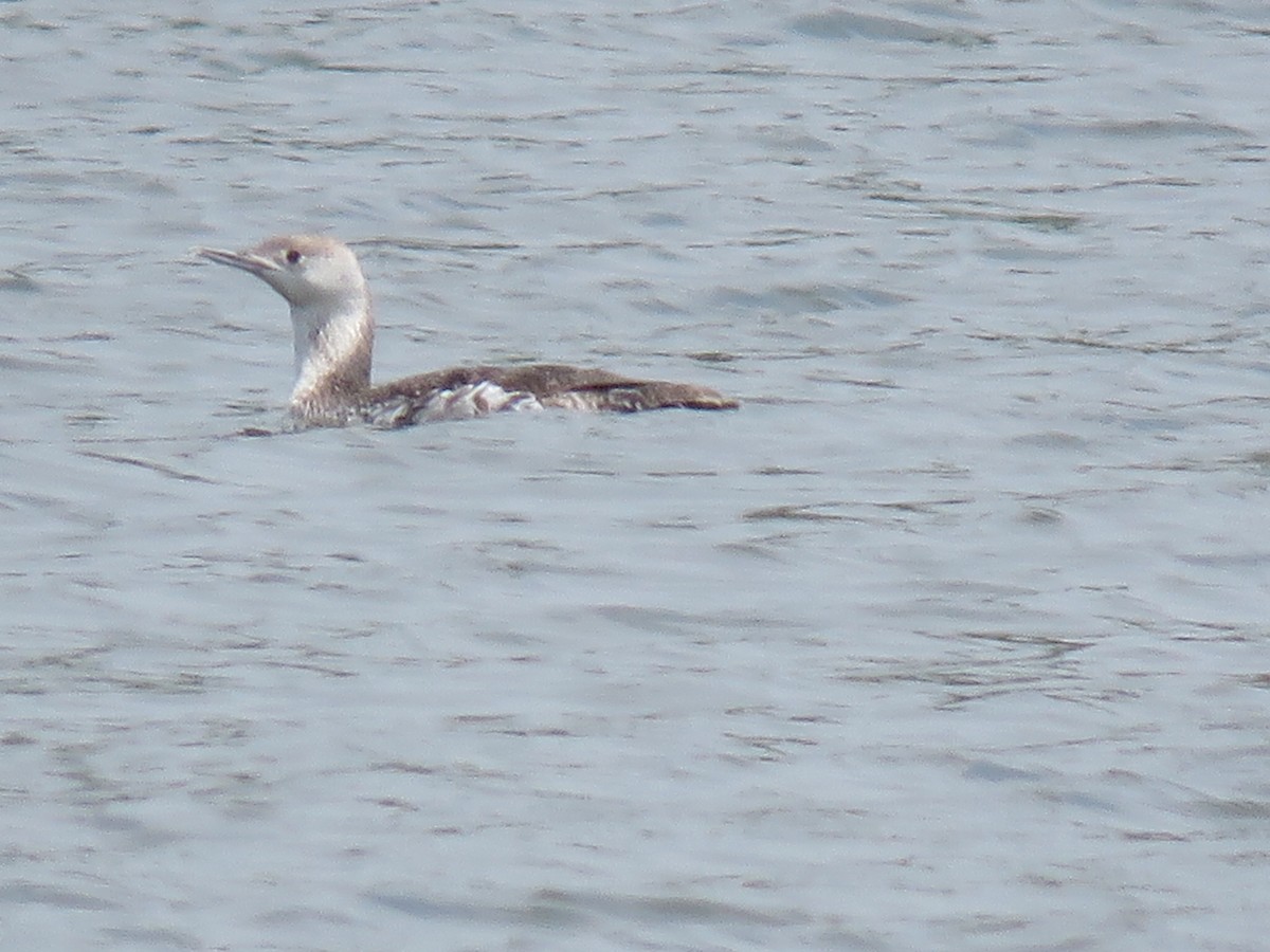 Red-throated Loon - ML451159071