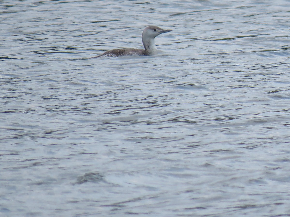 Red-throated Loon - ML451159101
