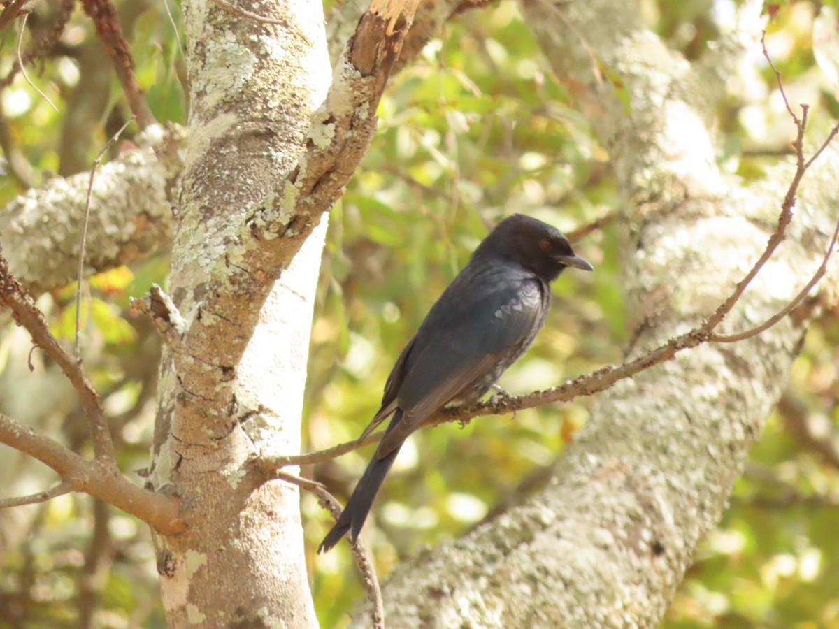 Fork-tailed Drongo - ML451160971