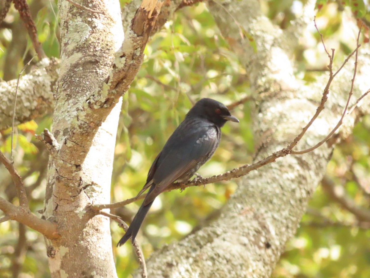 Fork-tailed Drongo - ML451160981
