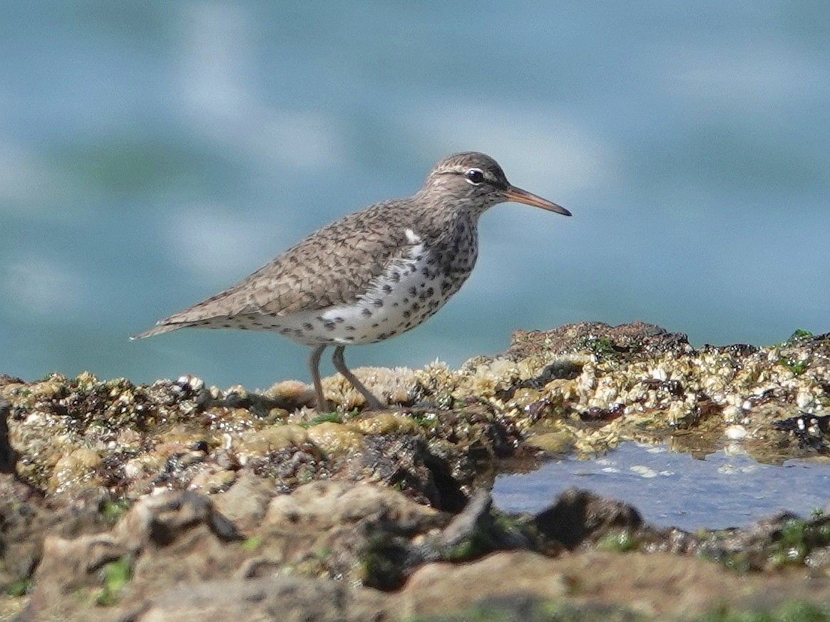 Spotted Sandpiper - Gary Martindale