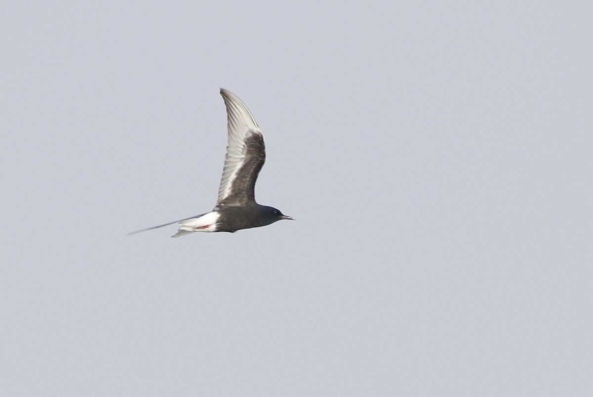 White-winged Tern - ML451163161