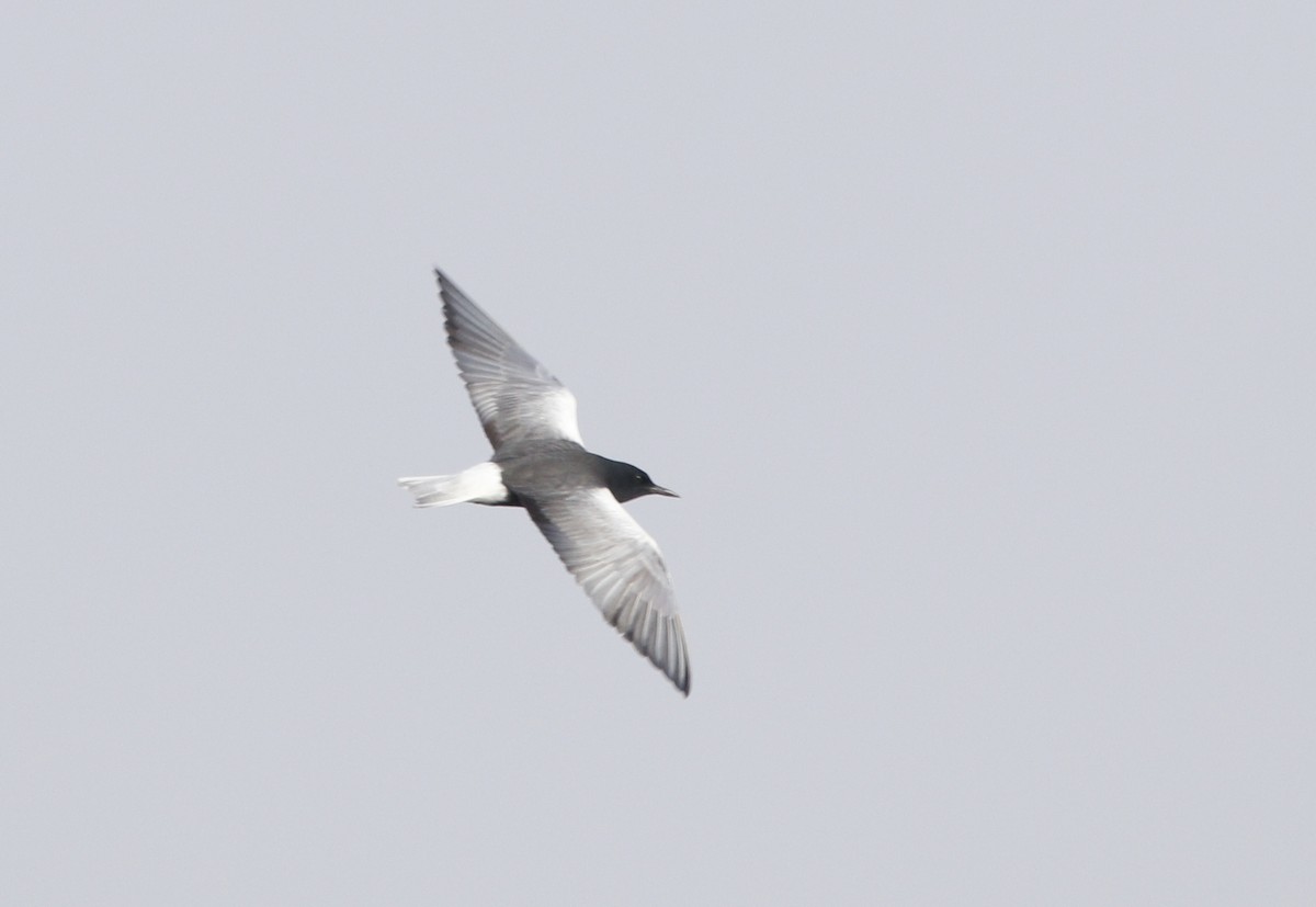 White-winged Tern - ML451163491