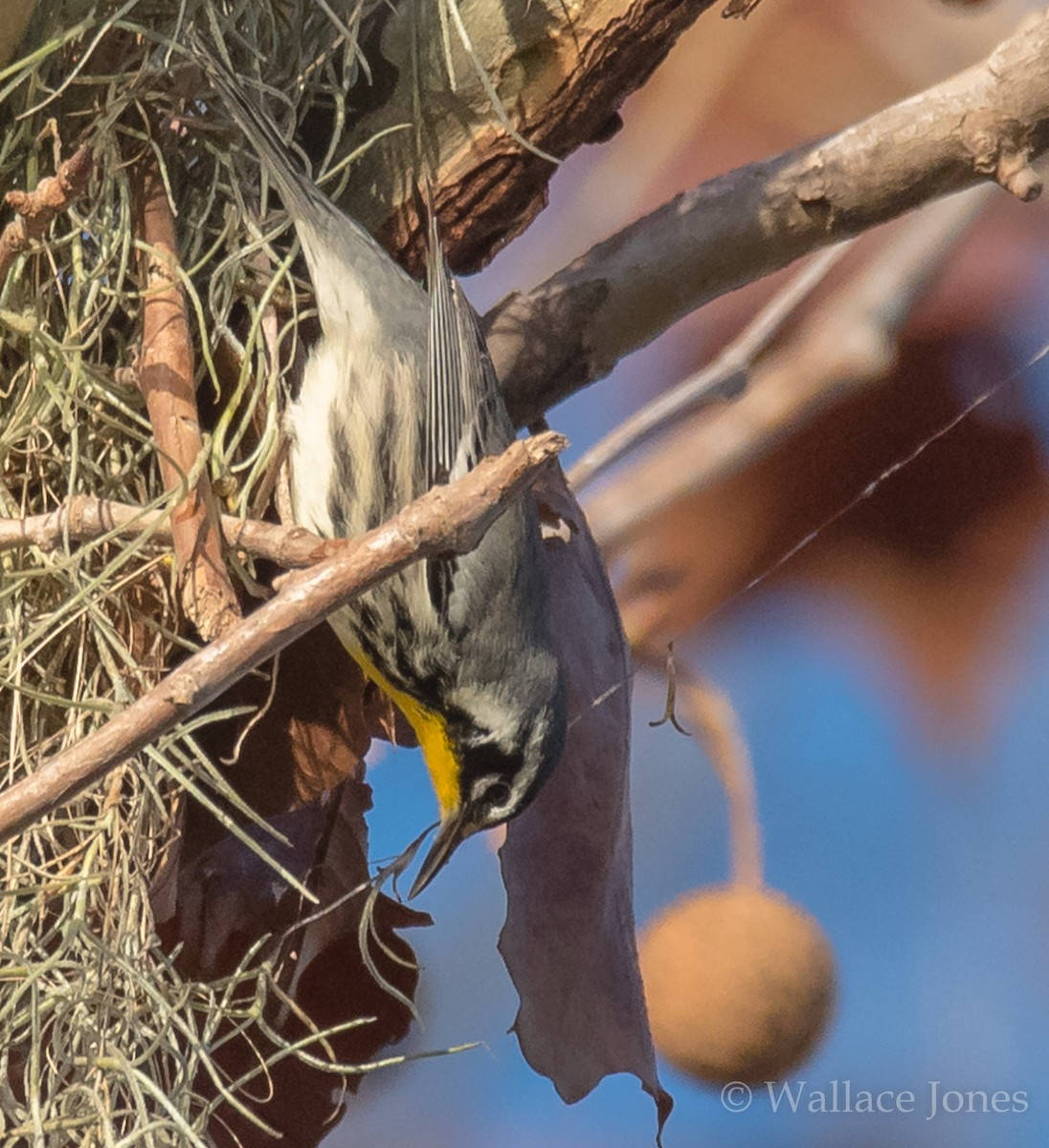 Yellow-throated Warbler - Wally Jones