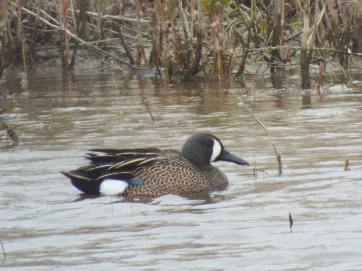 Blue-winged Teal - ML451186841