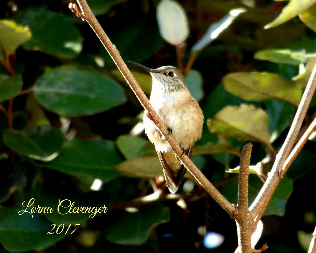 Broad-tailed Hummingbird - Lorna Clevenger