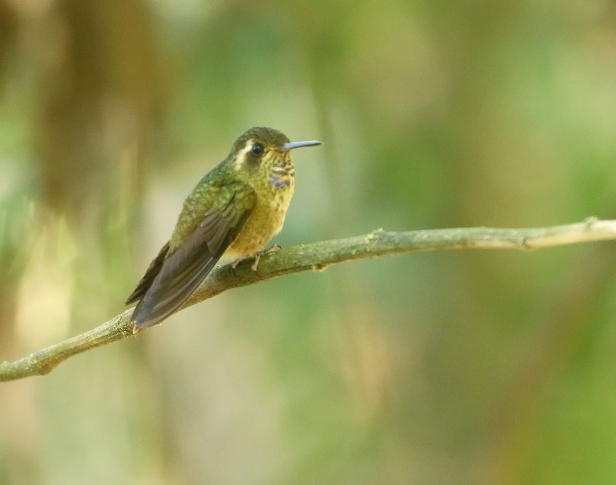 Speckled Hummingbird - ML451193941