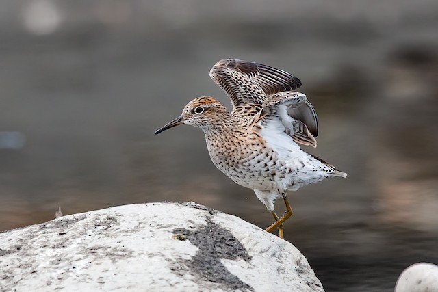 Definitive Alternate Sharp-tailed Sandpiper. - Sharp-tailed Sandpiper - 