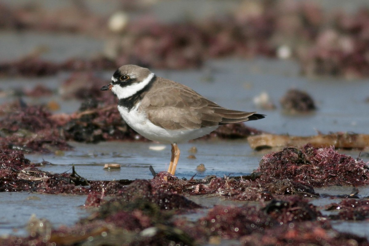 Semipalmated Plover - ML45121861
