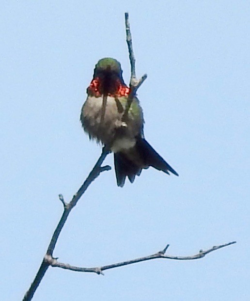 Ruby-throated Hummingbird - ML451220071