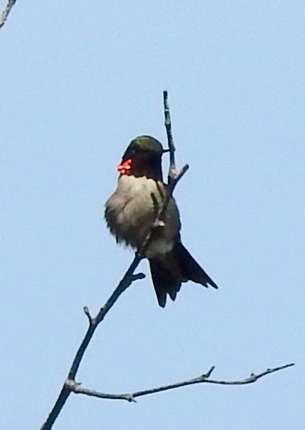 Ruby-throated Hummingbird - ML451220141