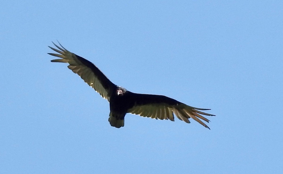 Turkey Vulture - ML451220201