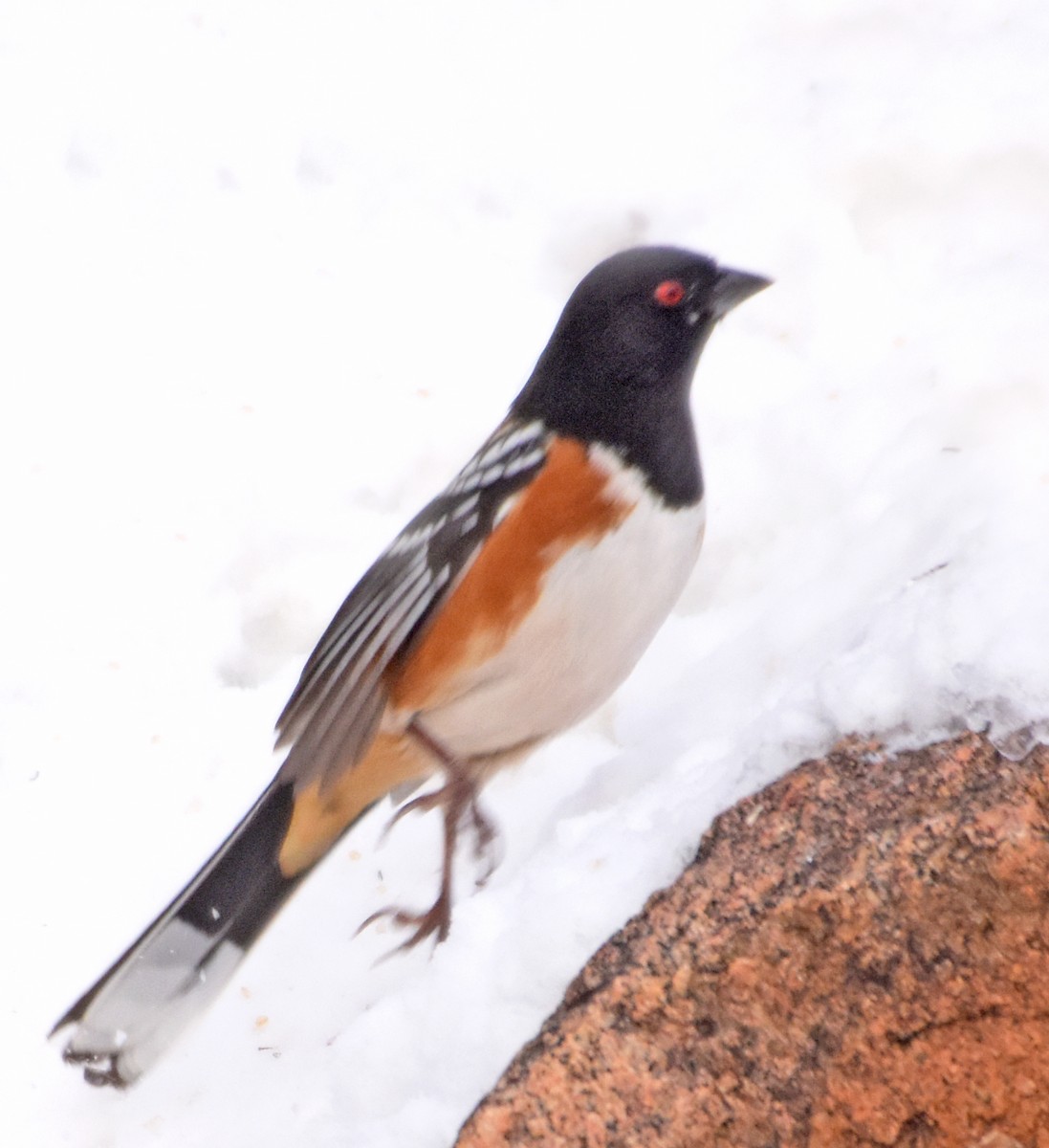 Spotted Towhee - ML45122511
