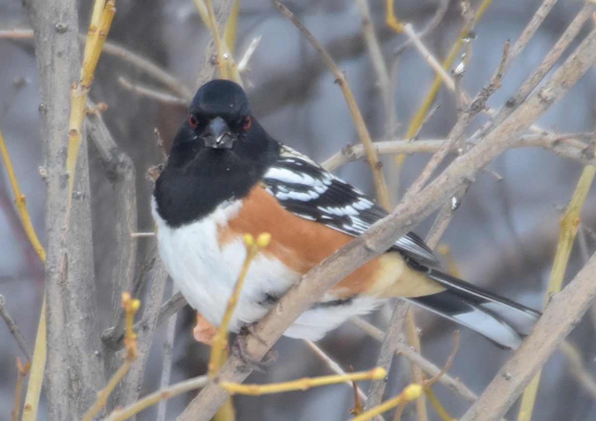 Spotted Towhee - ML45122521