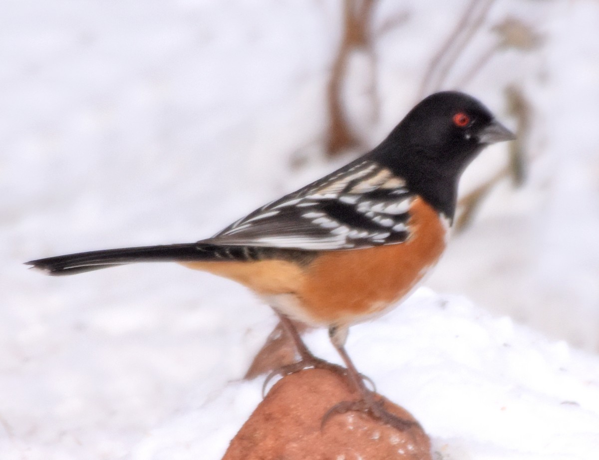 Spotted Towhee - ML45122531