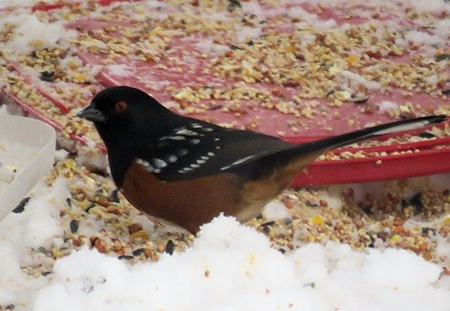 Spotted Towhee - ML45122561