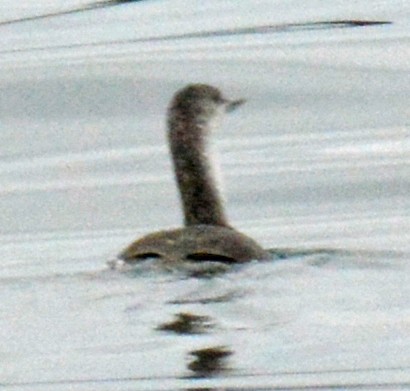 Red-throated Loon - ML451226161