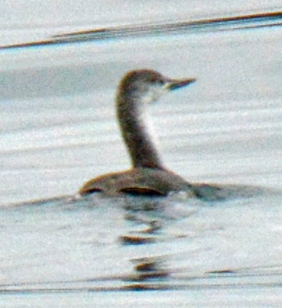 Red-throated Loon - ML451226221
