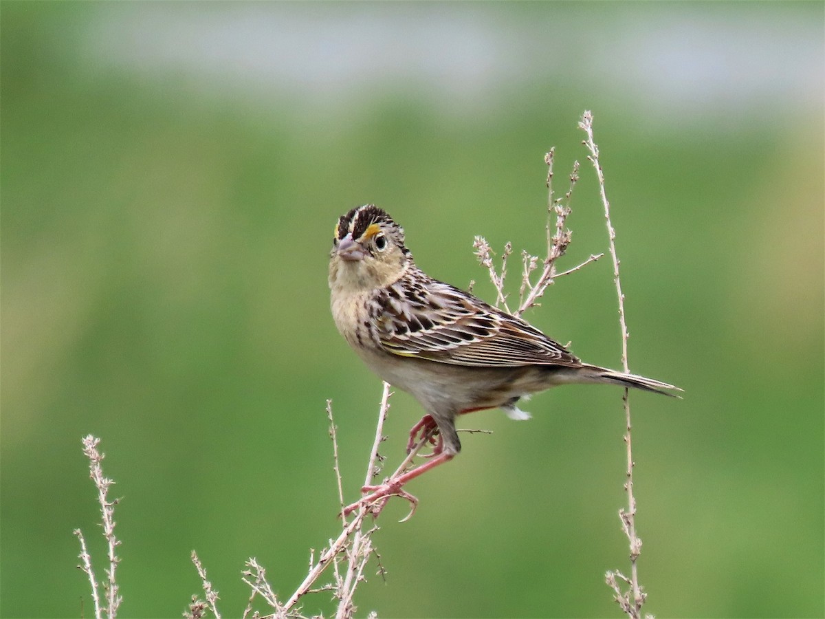 Grasshopper Sparrow - ML451229021