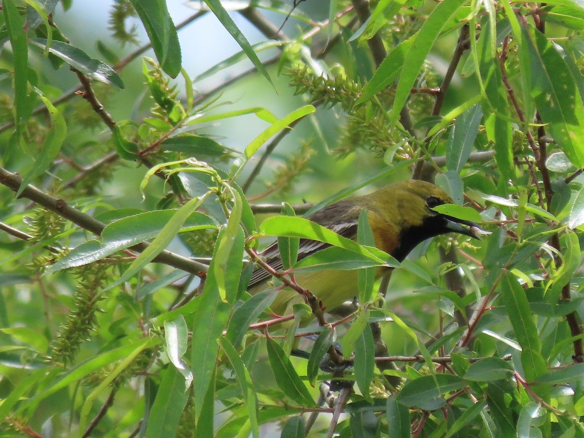 Orchard Oriole - ML451229341