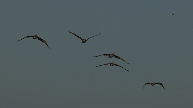 Бурый пеликан (californicus) - ML451233701