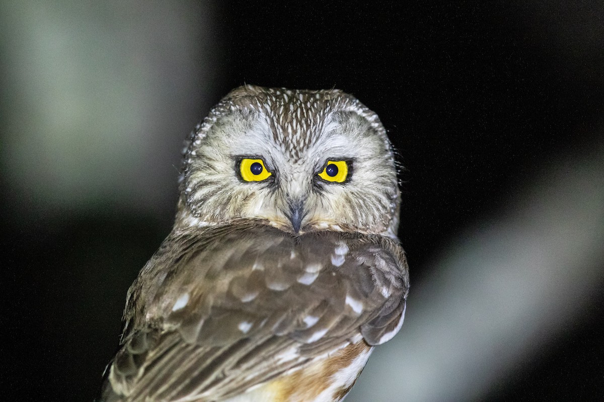 Northern Saw-whet Owl - Bob Friedrichs