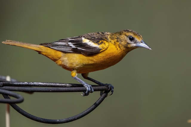 Baltimore Oriole Identification, All About Birds, Cornell Lab of