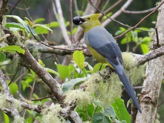  - Long-tailed Silky-flycatcher